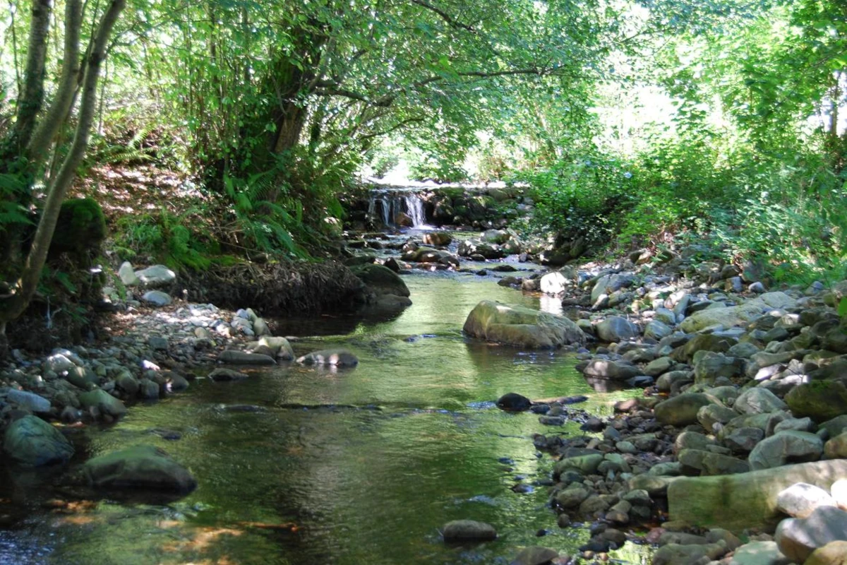 río natural en Asturias rodeado de bosque