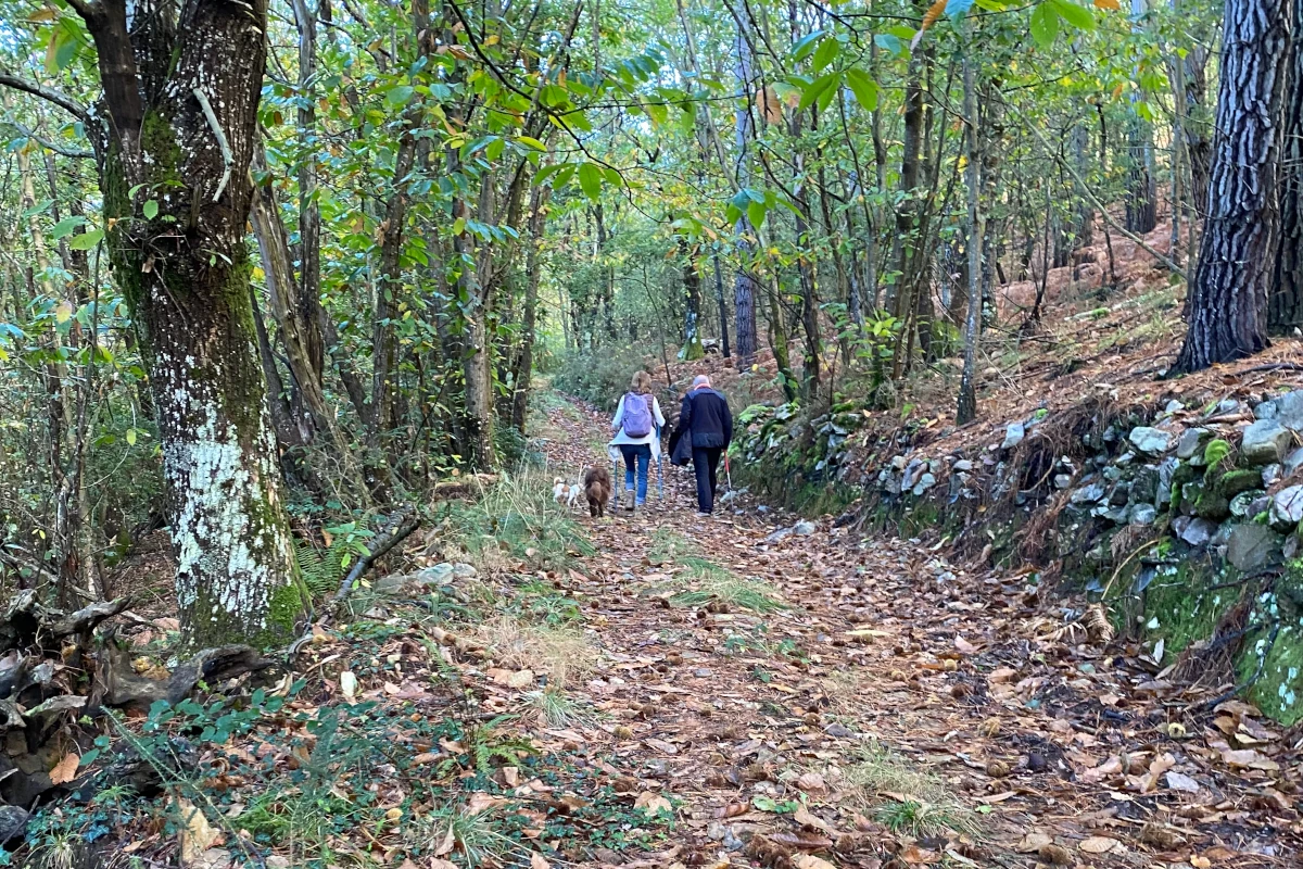 ruta de senderismo en Asturias por bosque