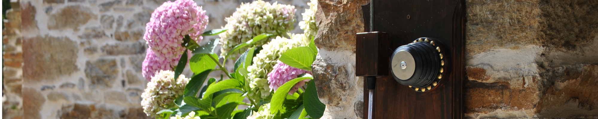 Hortensias en Ca Lulón