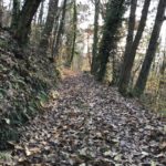 Bosque de Asturias 01