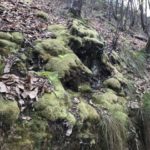 Bosque de Asturias 04