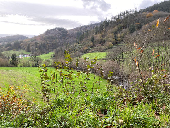 Rio en Yerbo, Tineo, Asturias